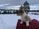 Pembroke Welsh Corgi Puppies for sale in Plummer, ID 83851, USA. price: $1,000