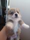 Pembroke Welsh Corgi Puppies for sale in Blum, TX 76627, USA. price: $1,400