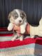 Pembroke Welsh Corgi Puppies for sale in Anoka, MN, USA. price: $3,000