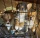 Pembroke Welsh Corgi Puppies for sale in Stockbridge, GA, USA. price: NA