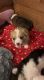 Pembroke Welsh Corgi Puppies for sale in Union, WV 24983, USA. price: $800