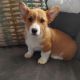 Pembroke Welsh Corgi Puppies for sale in Wooster, OH 44691, USA. price: $500