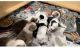 Pembroke Welsh Corgi Puppies for sale in Yale, MI 48097, USA. price: $800