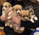 Pembroke Welsh Corgi Puppies for sale in Phelan, CA 92371, USA. price: NA