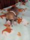 Pembroke Welsh Corgi Puppies for sale in Newberry Springs, CA 92365, USA. price: NA
