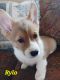 Pembroke Welsh Corgi Puppies for sale in Pink Hill, NC 28572, USA. price: $1,300