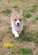 Pembroke Welsh Corgi Puppies for sale in Pink Hill, NC 28572, USA. price: $1,300