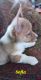 Pembroke Welsh Corgi Puppies for sale in Pink Hill, NC 28572, USA. price: NA