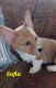 Pembroke Welsh Corgi Puppies for sale in Beulaville, NC 28518, USA. price: $1,300