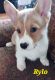 Pembroke Welsh Corgi Puppies for sale in Beulaville, NC 28518, USA. price: $1,300