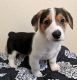 Pembroke Welsh Corgi Puppies for sale in Centralia, WA, USA. price: $1,000