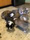 Pembroke Welsh Corgi Puppies for sale in Nanjemoy, MD 20662, USA. price: NA