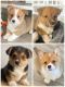 Pembroke Welsh Corgi Puppies for sale in Charleston, SC, USA. price: $1,000