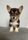Pembroke Welsh Corgi Puppies for sale in Spokane, WA, USA. price: $800