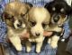 Pembroke Welsh Corgi Puppies for sale in Summerville, SC, USA. price: NA