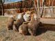 Pembroke Welsh Corgi Puppies for sale in South Bay, CA, USA. price: NA