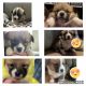 Pembroke Welsh Corgi Puppies for sale in Cloverdale, IN 46120, USA. price: NA