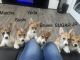 Pembroke Welsh Corgi Puppies for sale in San Antonio, TX 78245, USA. price: NA