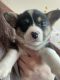 Pembroke Welsh Corgi Puppies for sale in Placerville, CA 95667, USA. price: NA