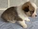 Pembroke Welsh Corgi Puppies for sale in Nathalie, VA 24577, USA. price: NA