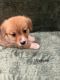 Pembroke Welsh Corgi Puppies for sale in Nampa, ID, USA. price: $1,500
