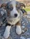 Pembroke Welsh Corgi Puppies for sale in Saginaw, TX 76131, USA. price: NA