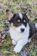 Pembroke Welsh Corgi Puppies for sale in Greenville, GA 30222, USA. price: $1,600