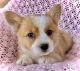 Pembroke Welsh Corgi Puppies for sale in Colorado Springs, CO, USA. price: $1,850