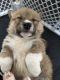 Pembroke Welsh Corgi Puppies for sale in 950 Seven Hills Dr, Henderson, NV 89052, USA. price: $1,500
