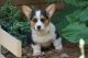 Pembroke Welsh Corgi Puppies for sale in Bowman, GA 30624, USA. price: $800