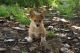Pembroke Welsh Corgi Puppies for sale in Bowman, GA 30624, USA. price: NA