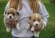 Pembroke Welsh Corgi Puppies for sale in Orlando, FL, USA. price: NA
