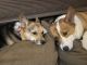 Pembroke Welsh Corgi Puppies for sale in Morgantown, WV 26501, USA. price: $1,500