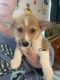 Pembroke Welsh Corgi Puppies for sale in Nampa, ID, USA. price: $1,000