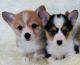 Pembroke Welsh Corgi Puppies for sale in Chicago, IL 60610, USA. price: $600
