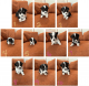 Pembroke Welsh Corgi Puppies for sale in Kilgore, TX 75662, USA. price: $550
