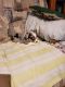 Pembroke Welsh Corgi Puppies for sale in Ozark, AL 36360, USA. price: NA