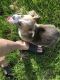 Pembroke Welsh Corgi Puppies for sale in Beaverton, OR, USA. price: NA