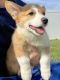 Pembroke Welsh Corgi Puppies for sale in Wentzville, MO, USA. price: $500