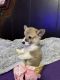 Pembroke Welsh Corgi Puppies for sale in Ardmore, OK 73401, USA. price: NA