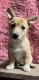 Pembroke Welsh Corgi Puppies for sale in Grantville, PA, USA. price: $550
