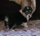 Pembroke Welsh Corgi Puppies for sale in Dexter, NM 88230, USA. price: $900