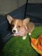 Pembroke Welsh Corgi Puppies for sale in Scottsdale, AZ, USA. price: $1,500