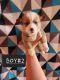 Pembroke Welsh Corgi Puppies for sale in Parma, ID 83660, USA. price: $1,000