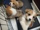 Pembroke Welsh Corgi Puppies for sale in Bartlesville, OK 74003, USA. price: $550