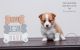 Pembroke Welsh Corgi Puppies for sale in Allen, TX, USA. price: $1,200