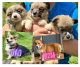 Pembroke Welsh Corgi Puppies for sale in Woodstown, NJ 08098, USA. price: NA
