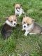 Pembroke Welsh Corgi Puppies for sale in Lucile, ID 83542, USA. price: NA