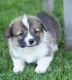 Pembroke Welsh Corgi Puppies for sale in Ash Flat, AR, USA. price: NA