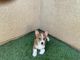 Pembroke Welsh Corgi Puppies for sale in Beaumont, CA, USA. price: NA